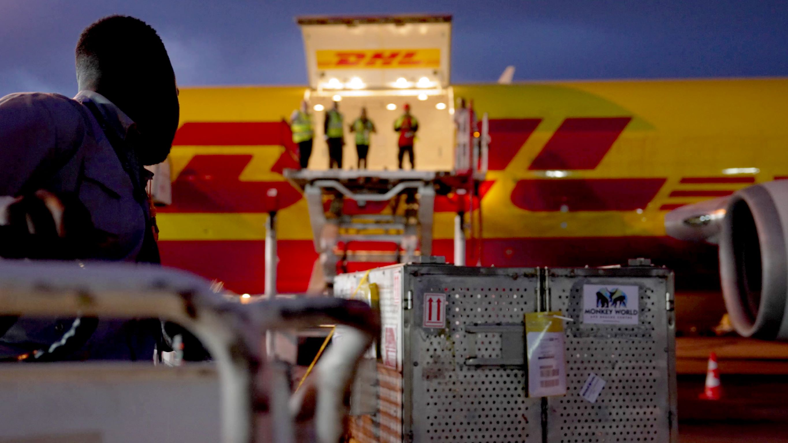 Самые необычные доставки DHL в 2024 году 